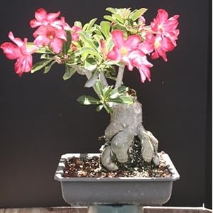 Rose Bonsai