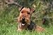 Welsh Terrier Lying Campaign - 24