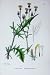Bristly Hawk'S Beard Sowerby Plants C1902 Crepis Setosa
