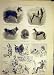 1899 Dogs Collie Borzoi Elkhound Ladies Kennel Sketch