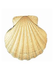 CleverEves 14K Gold Pendant Shell 14.9 - Gram(s)