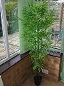 Garden XP Artificial Bamboo Tree