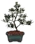 Brussel's Podocarpus Indoor Bonsai Tree