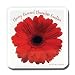 Gerber Daisy Tin (Cherry Covered Chocolate Cookies) Image