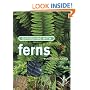 Gardening with Ferns