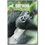 Saving a Species: Gorillas on the Brink