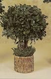 15 HIGHPOINT BOXWOOD TOPIARY / 2PC.