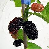 マルベリー（桑）：カタネオ5号ポット[苗木]