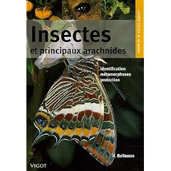 Insectes et principaux arachnides