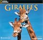 National Geographic Giraffes 2006 Wall Calendar