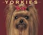 Just Yorkies