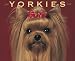 Just Yorkies 2009 Calendar (Just)