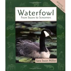 Waterfowl (Animals in Order)