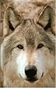 Blank Journal: Wolf