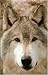 Blank Journal: Wolf