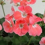 ゼラニウム：リンゴ2000サーモン3.5号ポット 3株セット