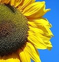 Mongolian Giant Sunflower 20 Seeds