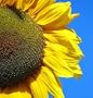Mongolian Giant Sunflower 20 Seeds - Huge Seeds - Tall
