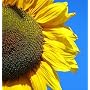 Mongolian Giant Sunflower 20 Seeds