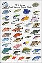 Fish Identification Cards - Reef Fish - Caribbean Islands - 9 x 6