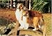   - 300 Piece Shetland Sheepdogs Jigsaw Puzzle