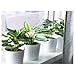 Ikea Artificial Potted Plant, Dumb Cane, 9 Inch