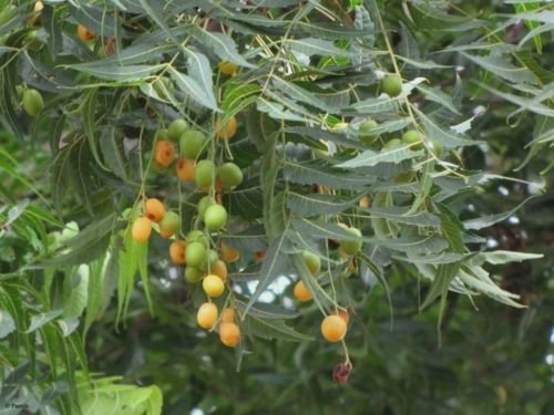 10 Neem Tree Seeds Azadirachta Indica / Nimm Vembu Arya Veppu Azad Dirakht Nimba 10 Neem Tree Seeds Azadirachta Indica / Nimm Vembu Arya Veppu Azad Dirakht Nimba