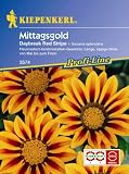 Eigenschaften Kiepenkerl - Blumen-Saatgut  / Gazania Mittagsgold Daybreak Red Stripe