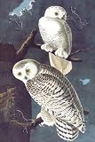 Art Poster, Snowy Owl - 18.75 x 27.5