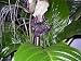 Fledermausblume, purpurfarben - Tacca integrifolia - 5 Samen