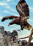 3D Lenticular POSTCARD-EAGLE