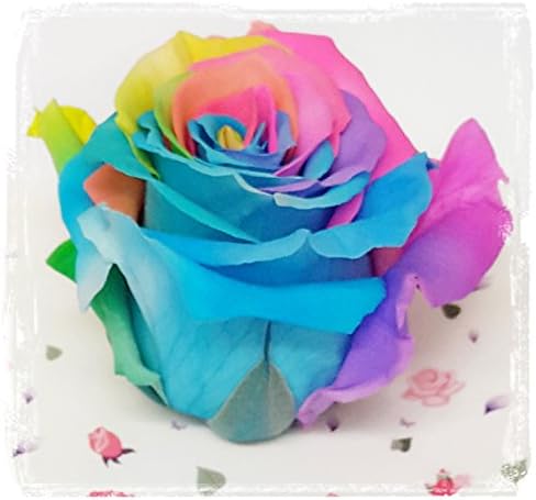 Natural Preserved Ecuadorian Rose Bowl 5 years (Multicolor)