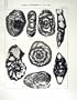 1948 FORAMINIFERA ASIA CHOFFATELLA PSEUDOCYCLAMMINA