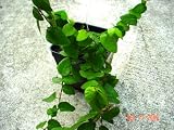 Creeping Fig Plant