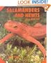 Salamanders Newts New Pet (As a New Pet)