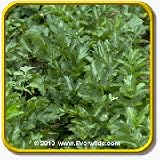 Endive Seeds - 'Catalogna Garnet Stem' Vegetable Seed ... thumbnail