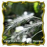 1 Oz Virginia Wild Rye (Elymus virginicus) Bulk Seeds