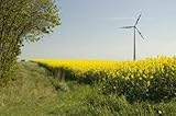 Wind Turbines and Rapeseed Field - 18"W x 12"H - Peel and Stick Wall Decal by Wallmonkeys