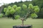Abies Koreana Dark Hill - Korean Fir Tree - Pot Size 4