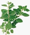 One pound Whole Oregano
