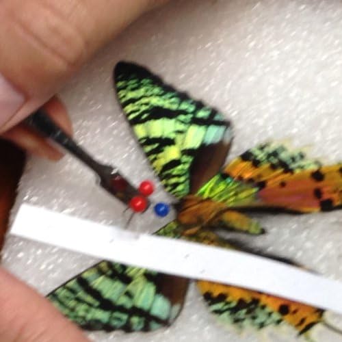 Madagascar Sunset Moth Display Kit
