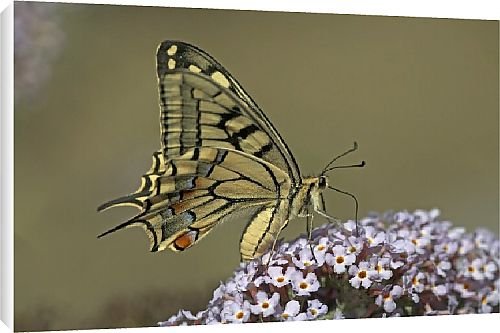 Canvas Prints of Butterfly from Country Life 