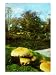 Honey Fungus, Armillaria Mellea Photographic Poster Print by David Boag, 12x16