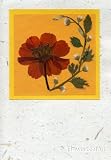 Handmade Greeting Cards with Real Pressed Flowers and Leaves; Orange Flower on Handmade Card Stock White