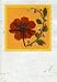 Handmade Greeting Cards with Real Pressed Flowers and Leaves; Orange Flower on Handmade Card Stock White