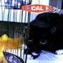 Pack Up the Cats