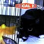 Pack Up The Cats ~ Local H