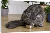 Canvas Prints of Cat - Norwegian Forest Silver Tabby Mackerel a White - eating dry food from bowl from Ardea Wildlife Pets