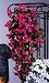 Bougainvillea-Hänger, pink