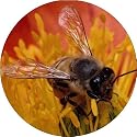 HONEY BEE Fridge Magenet